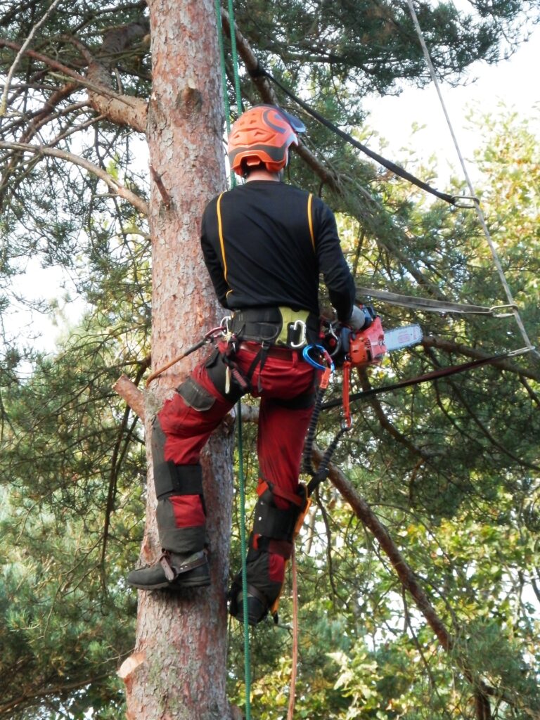 Baumgutachten Frechen