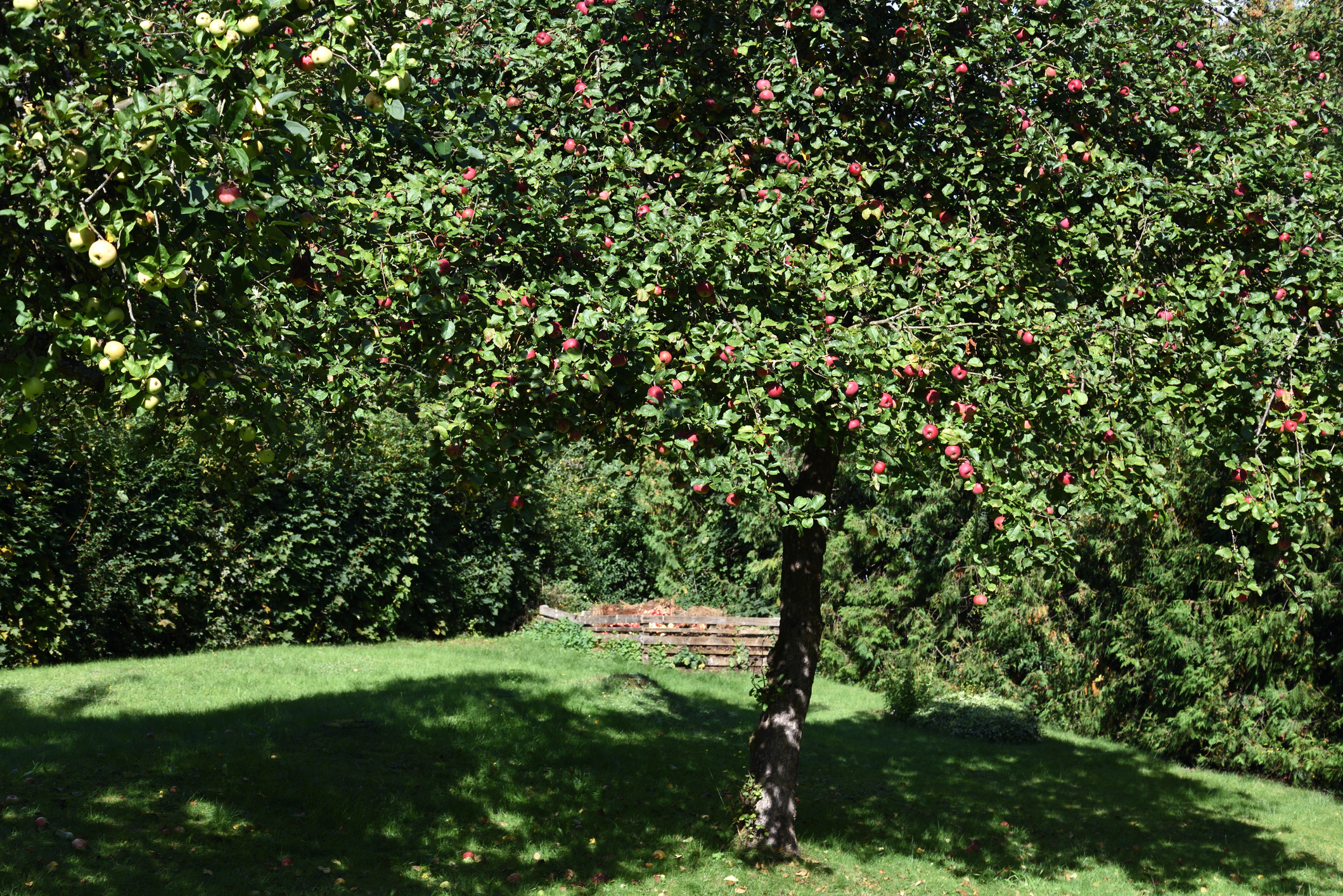 Obstbaumschnitt Baumpflege Frechen
